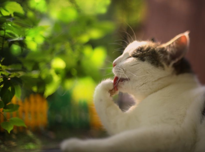 Нотоэдроз: Чесоточный клещ у кошек - Бравекто