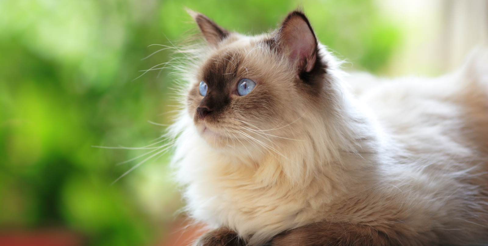 Самые пушистые породы кошек - Бравекто