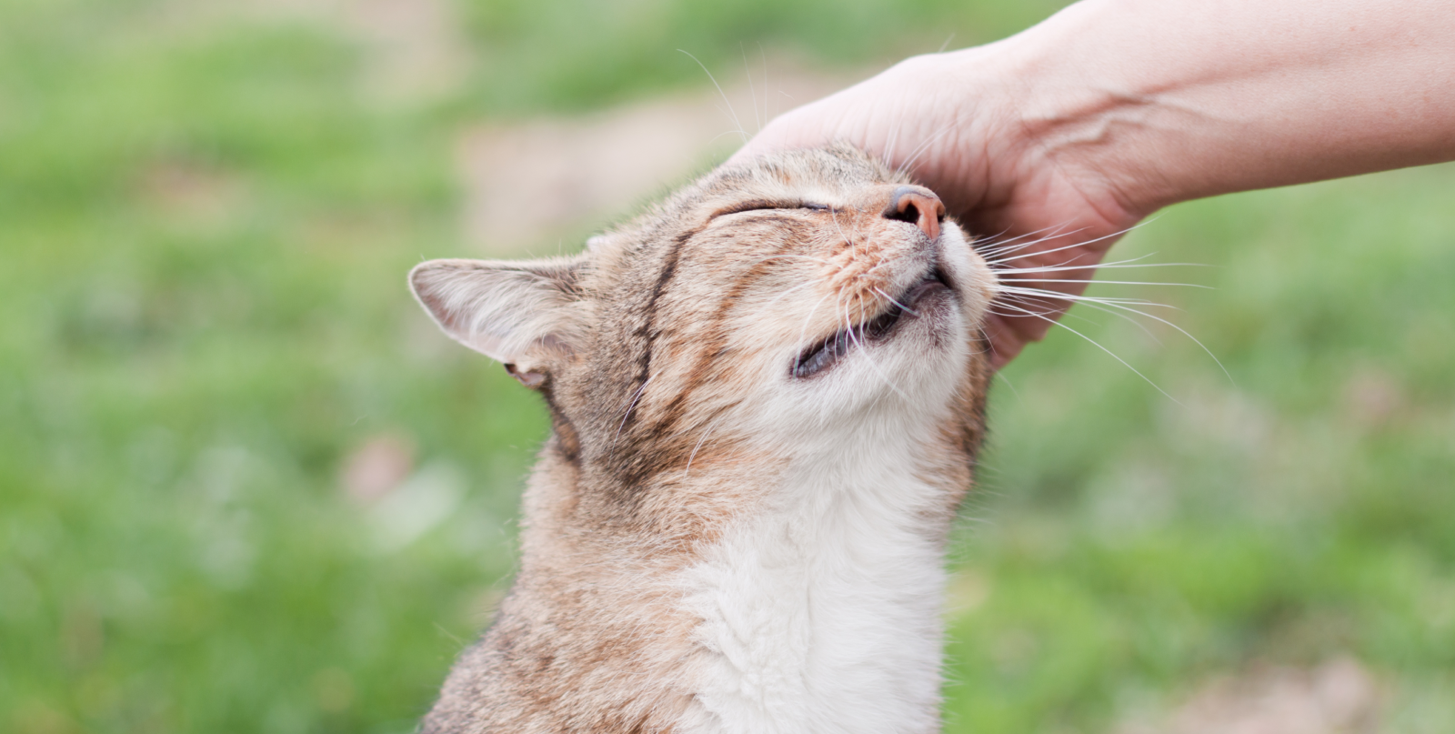 Ушной клещ (отодектоз) у кошек и котов: симптомы, лечение и профилактика