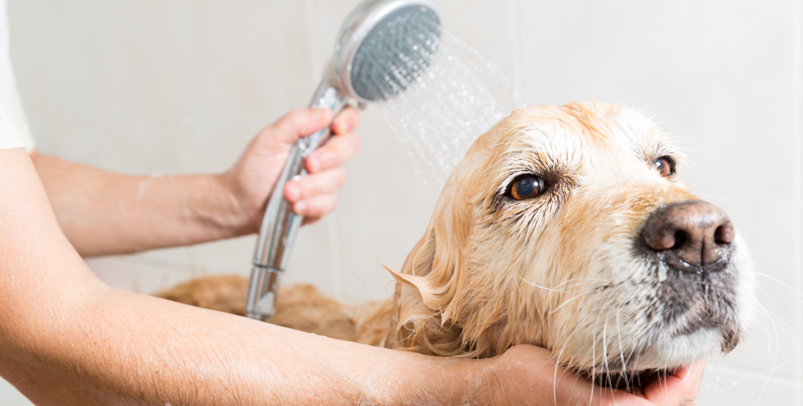 Как часто нужно мыть собаку? Советы от профессионалов